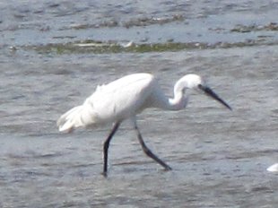 aigrette garzette